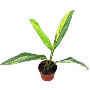 Overig planten Amplissimum Aurea Variegata