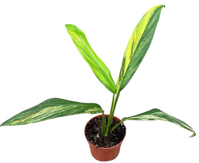<h4>Overig planten Amplissimum Aurea Variegata</h4>