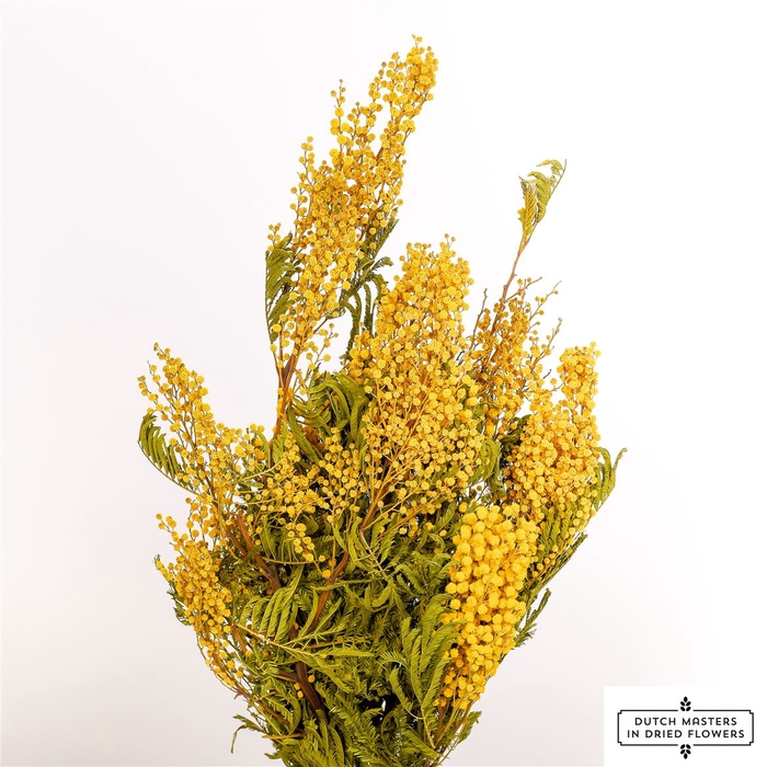 Dried Mimosa Blooming Yellow Bunch