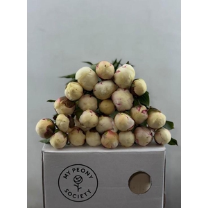 Paeonia Mary E. Nicholls