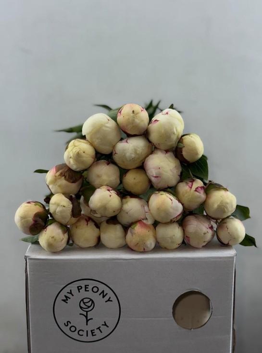 <h4>Paeonia Mary E. Nicholls</h4>