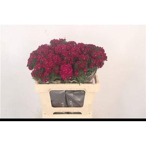 Di Barb Breanthus Elmo Purple