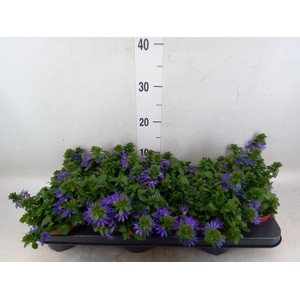 Scaevola aemula 'Blue Fan'