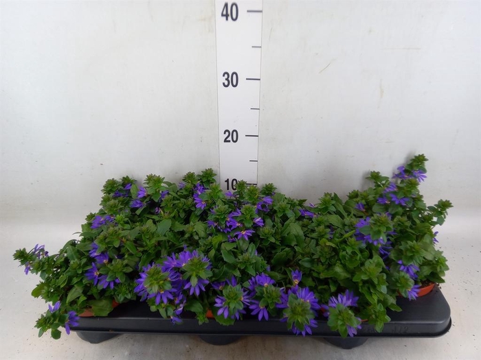 <h4>Scaevola aemula 'Blue Fan'</h4>