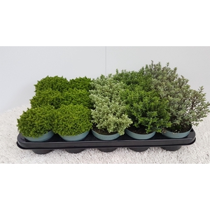 Hebe Kleinbladig mixtray