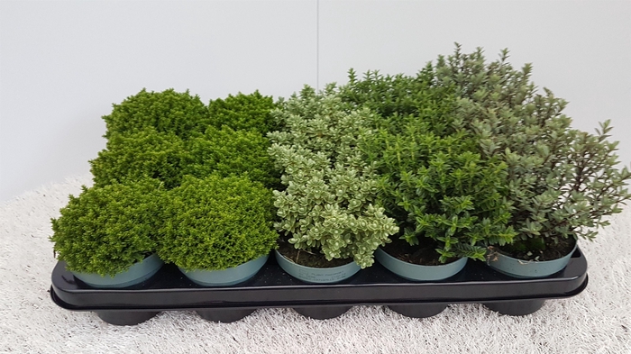 <h4>Hebe Kleinbladig mixtray</h4>