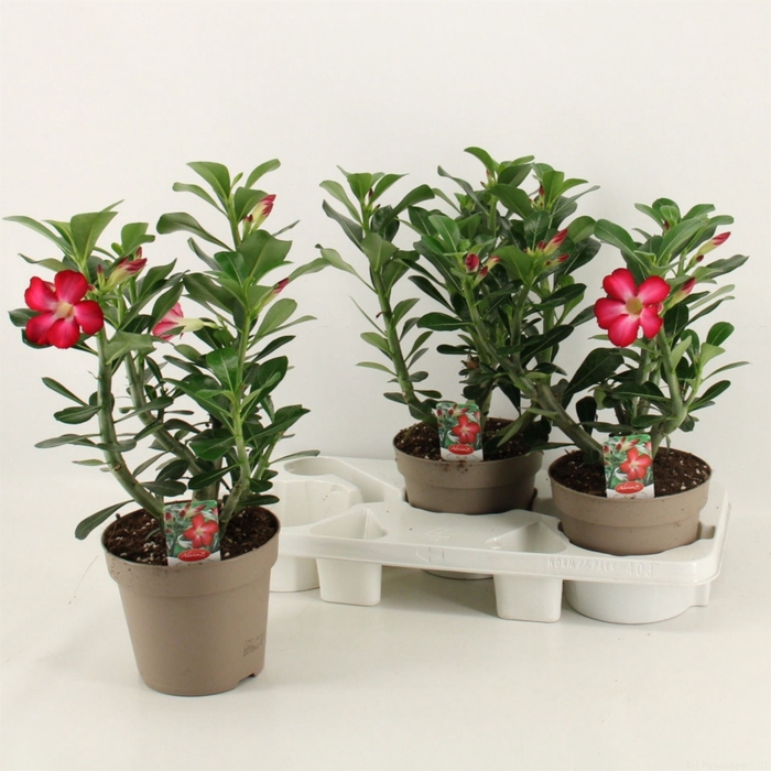 <h4>Adenium obesum 'Anouk'</h4>