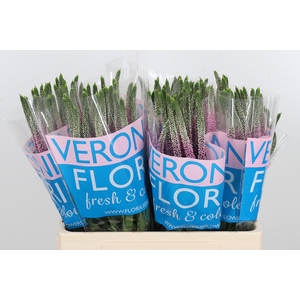 Veron Clea Roswhita