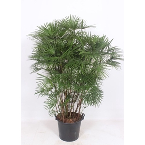 Rhapis