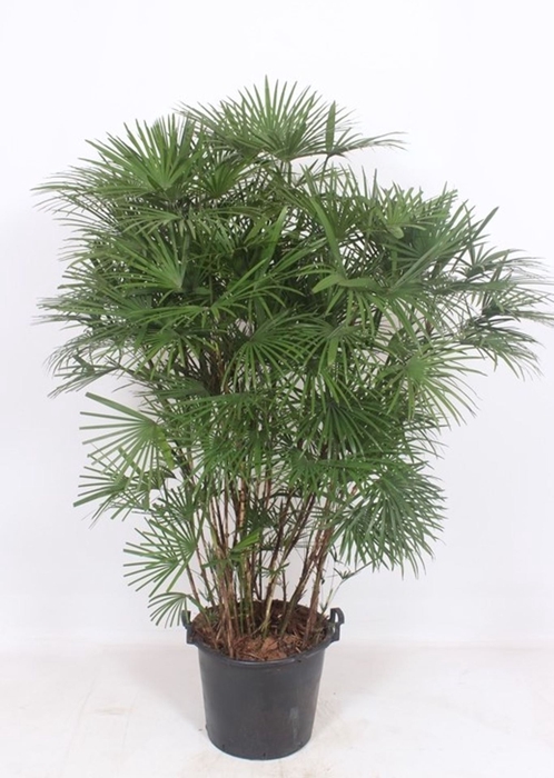 <h4>Rhapis</h4>