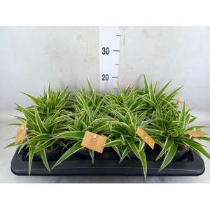 Chlorophytum com. 'Ocean'