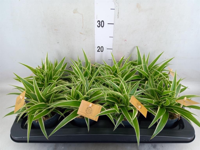 <h4>Chlorophytum com. 'Ocean'</h4>