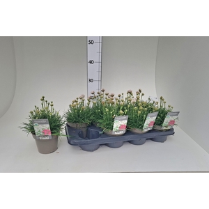 ARMERIA MARITIMA