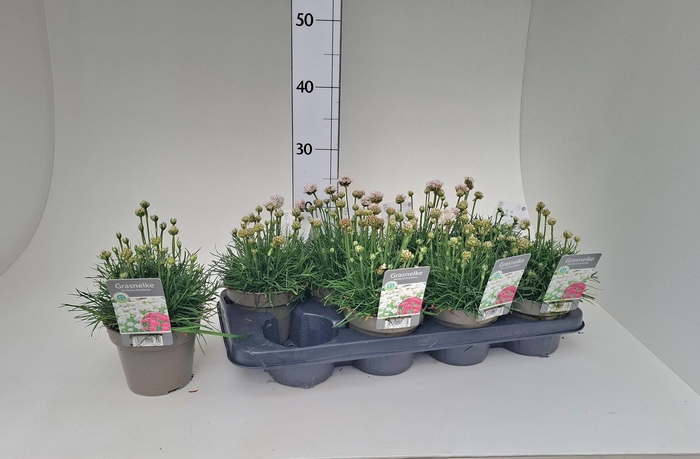 <h4>ARMERIA MARITIMA</h4>