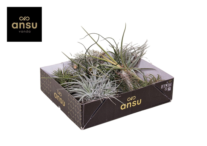 <h4>Tillandsia Exclusive Mix</h4>