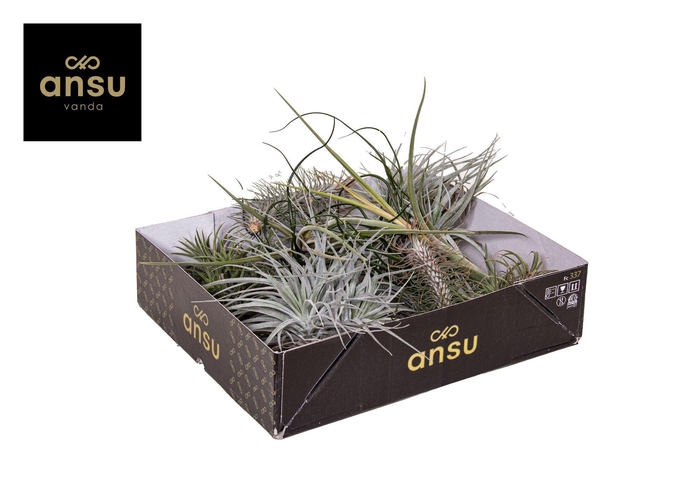 <h4>Tillandsia Exclusive Mix</h4>