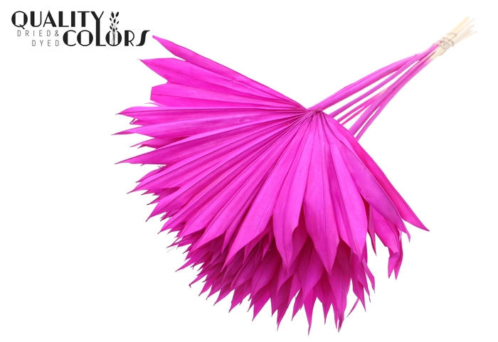 Sun Spear per stem Bleached Lilac