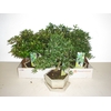 Bonsai   ...mix