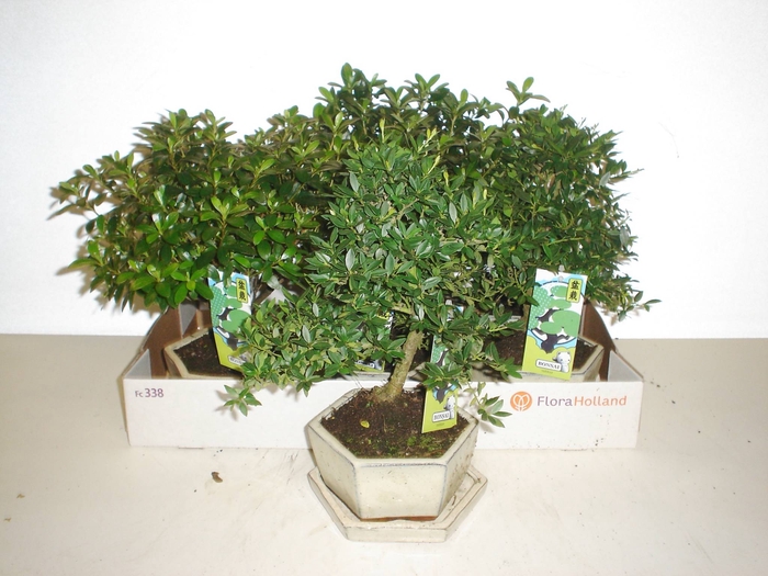 Bonsai   ...mix