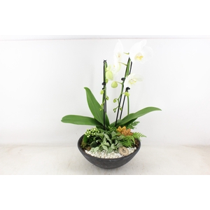 arr2 PL - Ebbischaal x1 cascade wit leaf