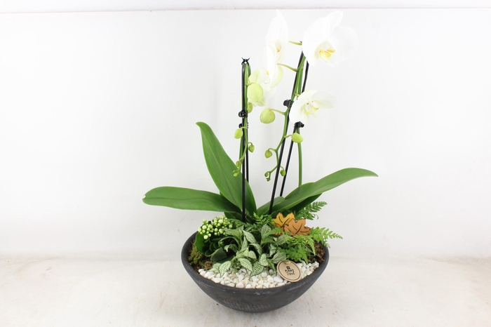<h4>arr2 PL - Ebbischaal x1 cascade wit leaf</h4>