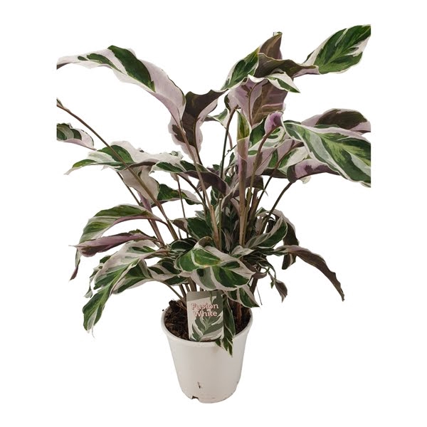 <h4>Calathea Fusion White</h4>