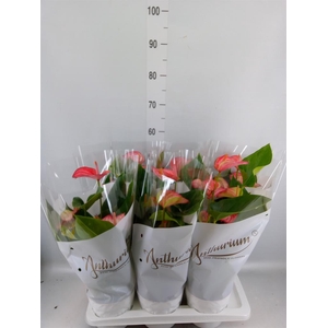 Anthurium andr. 'Livium Red'