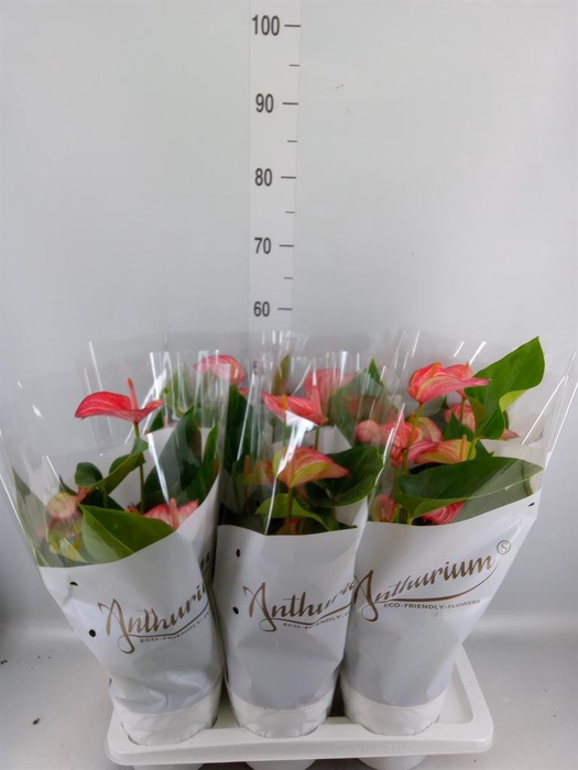 <h4>Anthurium andr. 'Livium Red'</h4>