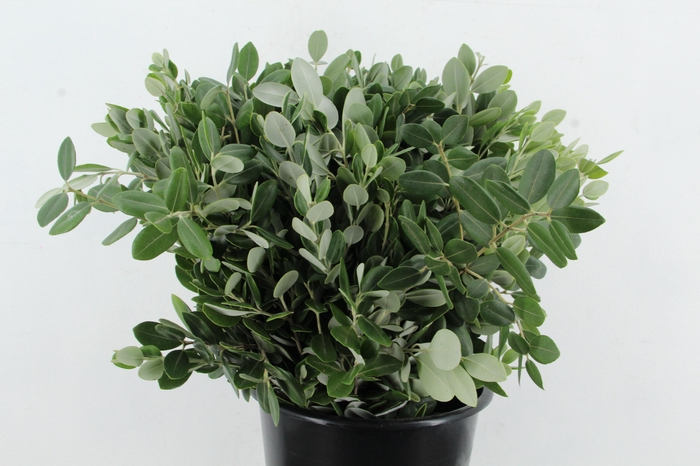 <h4>PITTO RALPHY 200GR</h4>