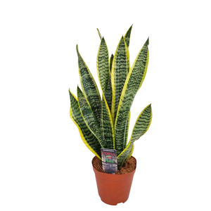 Sansevieria laurentii 12 cm