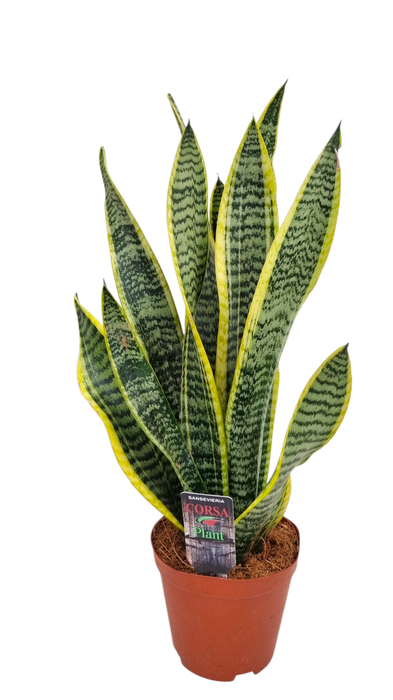 <h4>Sansevieria laurentii 12 cm</h4>