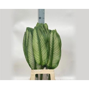 Calathea White X10 MDK