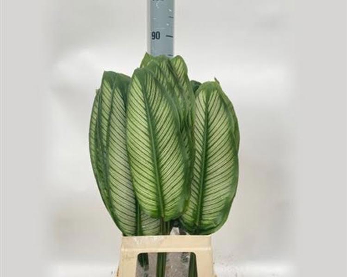 <h4>Calathea White X10 MDK</h4>