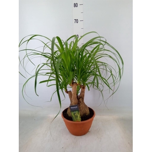 Beaucarnea recurvata