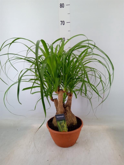 <h4>Beaucarnea recurvata</h4>