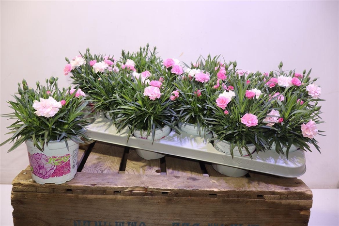 <h4>Dian I Love U</h4>