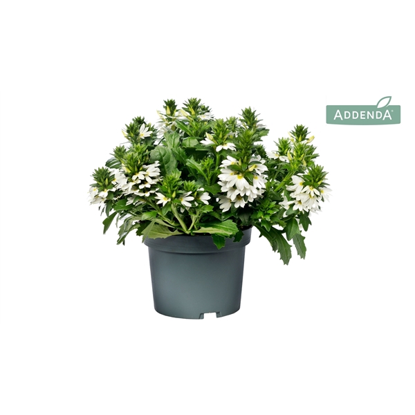 <h4>Scaevola Wit</h4>