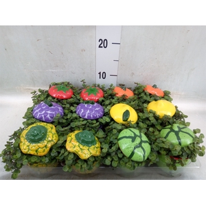 Arr.   Kamerplant Groen L%