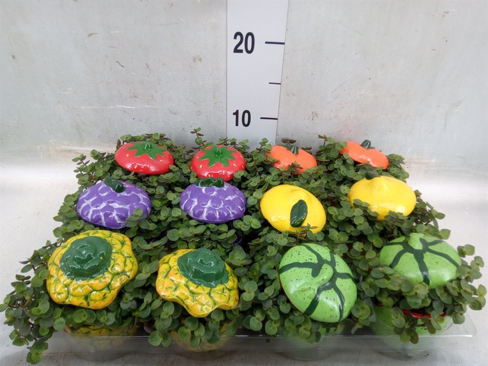 <h4>Arr.   Kamerplant Groen L%</h4>