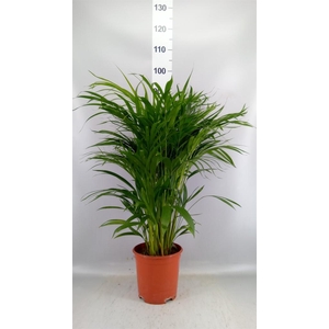 Dypsis lutescens   ...Chrysalidoca