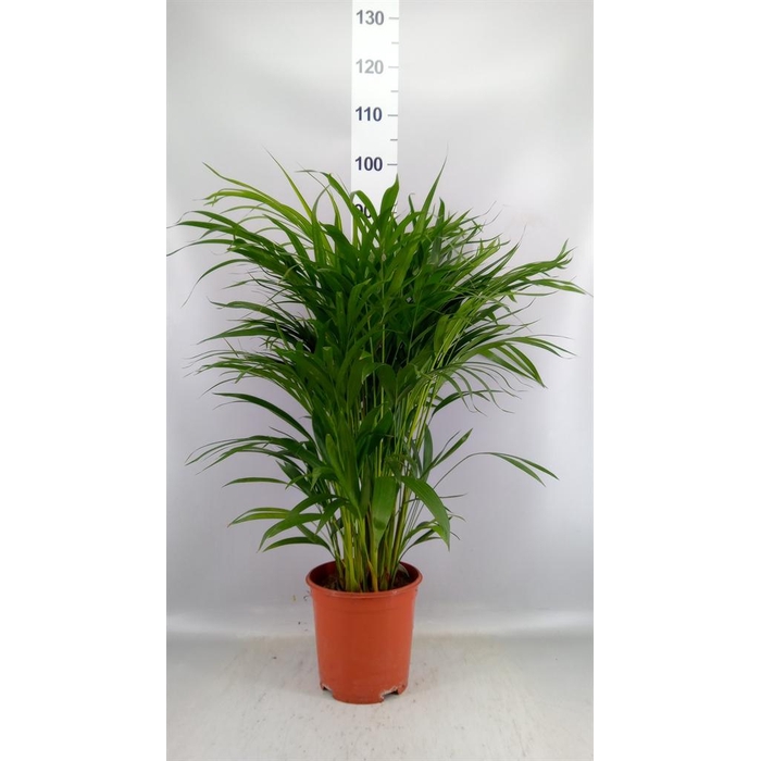 <h4>Dypsis lutescens   ...Chrysalidoca</h4>