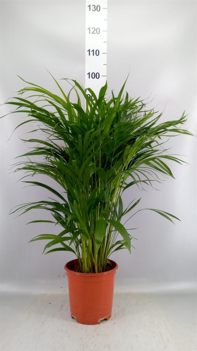 Dypsis lutescens   ...Chrysalidoca