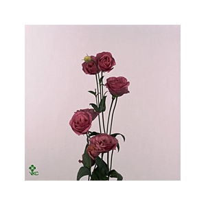 EUS G ROSI ROSE PINK