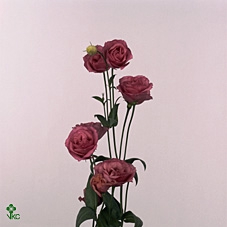 EUS G ROSI ROSE PINK