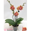PHAL OV ORANJE