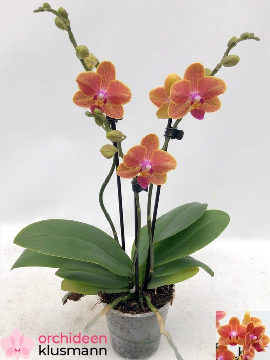 PHAL OV ORANJE
