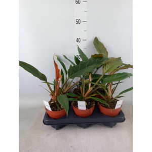 Philodendron bipinn.