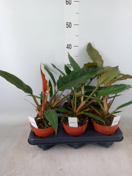 <h4>Philodendron bipinn.</h4>