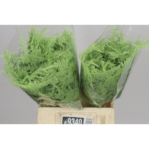 Aspa 1e Veren Mint X50