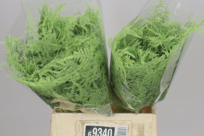 <h4>Aspa 1e Veren Mint X50</h4>